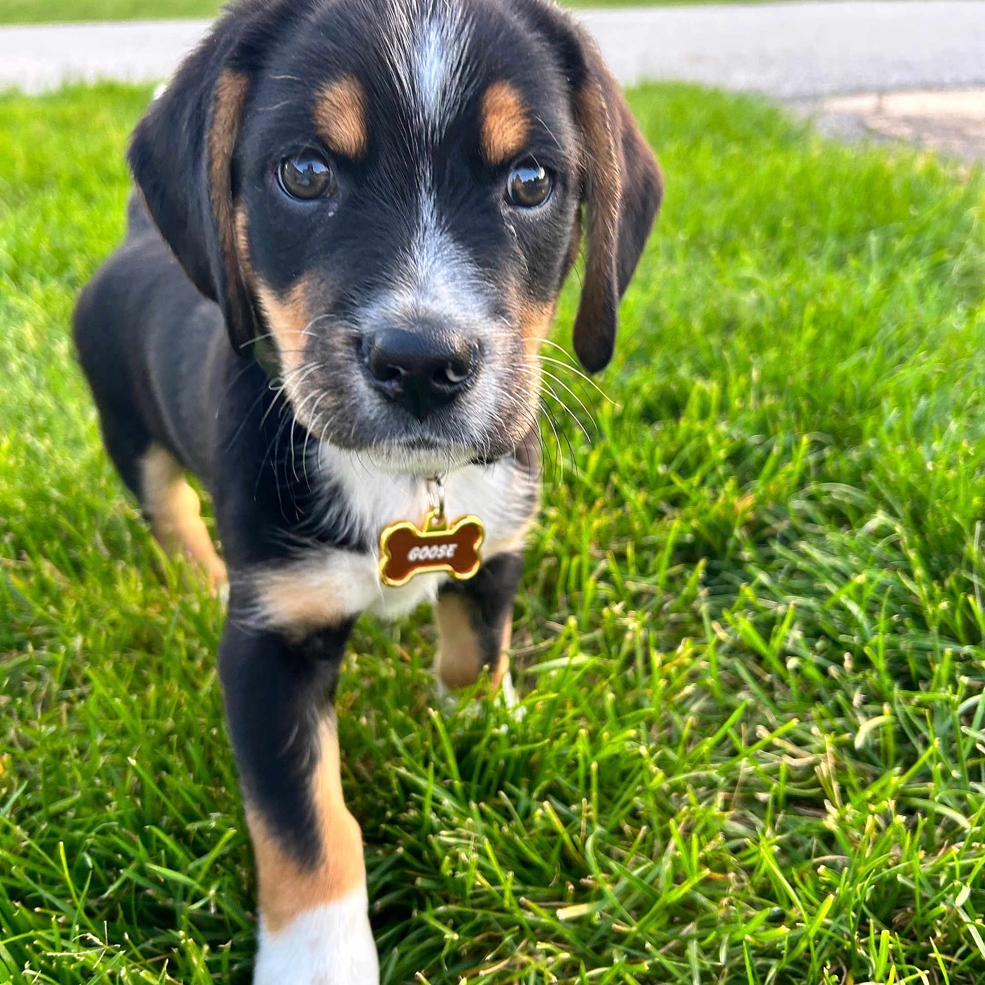 Goose
