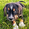 Goose joined the competition — help win amazing prizes! puppy, dog, grass, outdoor, close_up, animal, pet, cute, black, brown, white, fur, young, nature, playing, collar, paw, portrait, summer, eye