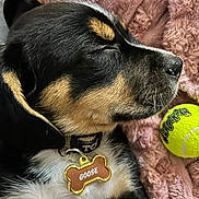 Goose is registered to the contest to win money with this photo: puppy, dog, sleeping, collar, name_tag, blanket, tennis_ball, close_up, black_fur, tan_markings, whiskers, soft_texture, pet, cute, domestic_animal, resting, indoor, cozy, young_dog, fur