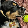 puppy, dog, sleeping, collar, name_tag, blanket, tennis_ball, close_up, black_fur, tan_markings, whiskers, soft_texture, pet, cute, domestic_animal, resting, indoor, cozy, young_dog, fur