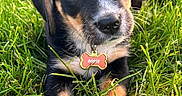 Goose is registered to the contest to win money with this photo: puppy, dog, grass, outdoor, pet, animal, collar, tag, cute, close_up, fur, black, brown, white, young, nature, summer, eyes, snout, portrait
