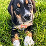 puppy, dog, grass, outdoor, pet, animal, collar, tag, cute, close_up, fur, black, brown, white, young, nature, summer, eyes, snout, portrait