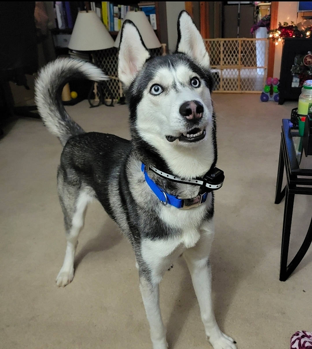 Denali joined the competition — help win amazing prizes! alaskan_klee_kai, ancient_dog_breeds, canidae, carnivore, collar, companion_dog, dog, dog_breed, dog_collar, fur, leash, non_sporting_group, pet_supply, recreation, siberian_husky, sled_dog, snout, sporting_group, working_animal, working_dog