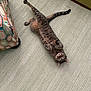 Yuri is registered to the contest to win money with this photo: cat, tabby, stretching, carpet, indoor, furniture, patterned, colorful, pet, animal, playful, relaxed, paw, whiskers, ears, eyes, tail, floor, cozy, home