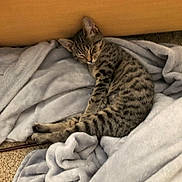 Yuri is registered to the contest to win money with this photo: cat, kitten, sleeping, tabby, striped, blanket, soft, cozy, indoor, resting, feline, pet, animal, cardboard_box, fur, cute, domestic, relaxed, comfort, nap