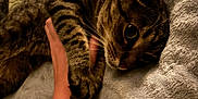 Yuri is registered to the contest to win money with this photo: cat, tabby, pet, animal, hand, human, blanket, soft, cozy, affection, claws, fur, indoor, resting, comfort, closeup, cute, paws, companion, relaxation