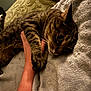 cat, tabby, pet, animal, hand, human, blanket, soft, cozy, affection, claws, fur, indoor, resting, comfort, closeup, cute, paws, companion, relaxation