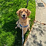 Aspen is registered to the contest to win money with this photo: dog, golden_retriever, grass, sidewalk, leash, harness, sunlight, outdoor, pet, canine, smiling, happy, sitting, greenery, nature, walk, shadow, park, daytime, animal