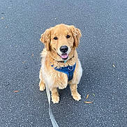 Aspen is registered to the contest to win money with this photo: dog, golden_retriever, leash, harness, outdoor, pavement, pet, canine, smiling, happy, sitting, fur, animal, friendly, companion, walk, cute, domestic_animal, looking_at_camera, daytime