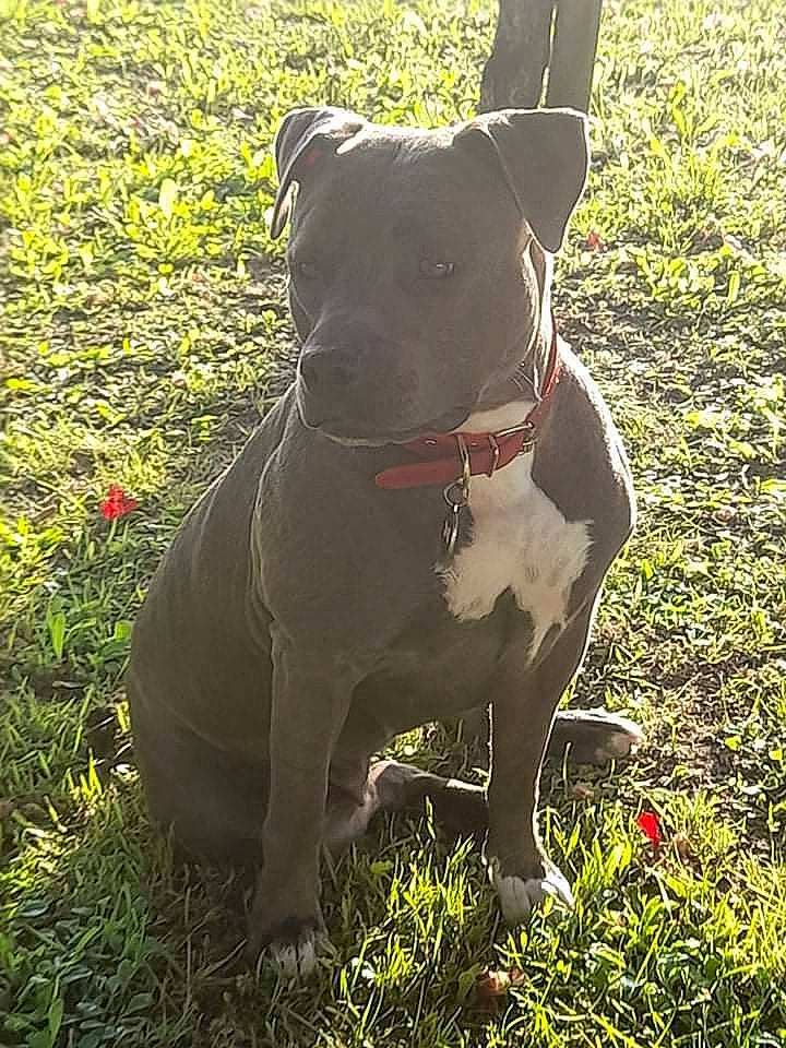 Pimkie a rejoint le concours — aidez-le/la à gagner de superbes lots ! canidae, carnivore, collar, companion_dog, dog, dog_breed, dog_collar, fashion_accessory, fawn, grass, groundcover, leash, liver, pet_supply, plant, snout, sporting_group, tail, whiskers, working_animal