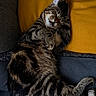 Aïka a rejoint le concours — aidez-le/la à gagner de superbes lots ! animal, blanket, cat, cozy, cute, domestic_cat, face, fur, gray_blanket, indoor, paw, pet, pillow, relaxed, resting, sleeping, striped, tabby, whiskers, yellow_pillow