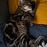 Aïka participe au concours pour gagner de l'argent avec cette photo : animal, blanket, cat, couch, cozy, cute, domestic, fur, furniture, indoor, paw, pet, pillow, relaxing, resting, sleeping, tabby, tabby_cat, whiskers, yellow_pillow