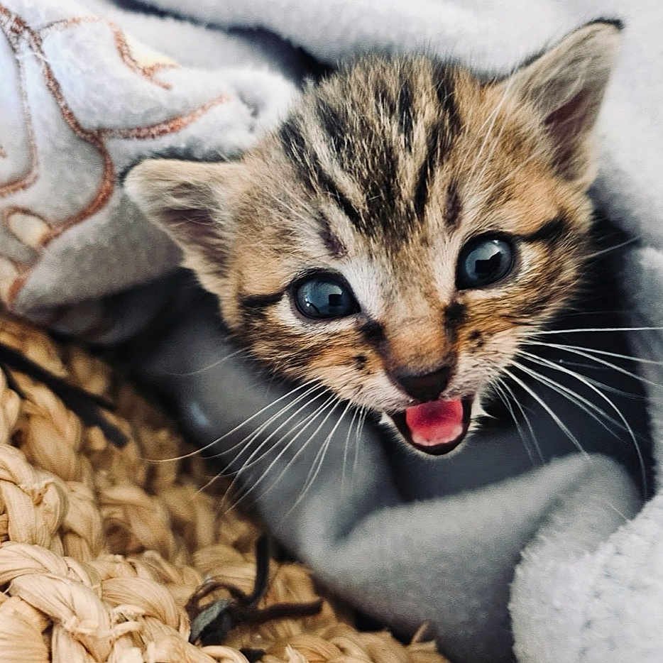 Aïka a rejoint le concours — aidez-le/la à gagner de superbes lots ! animal_face, baby_animal, blanket, cat, close_up, cozy, cute, eyes, fur, indoor, kitten, mouth_open, pet, playful, small, soft_texture, tabby, whiskers, woven_basket, young