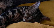 Aïka a rejoint le concours — aidez-le/la à gagner de superbes lots ! animal, calm, cat, closeup, cozy, cushion, cute, domestic, fur, furniture, indoor, mammal, pet, relaxation, rest, sleeping, sofa, tabby, whiskers, yellow_cushion