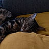 animal, calm, cat, closeup, cozy, cushion, cute, domestic, fur, furniture, indoor, mammal, pet, relaxation, rest, sleeping, sofa, tabby, whiskers, yellow_cushion