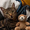 animal, blanket, blue_blanket, cat, close_up, cozy, cute, fur, indoor, pet, plush_toy, portrait, relaxed, snuggle, soft_texture, tabby_cat, teddy_bear, whiskers, white_blanket, yellow_pillow