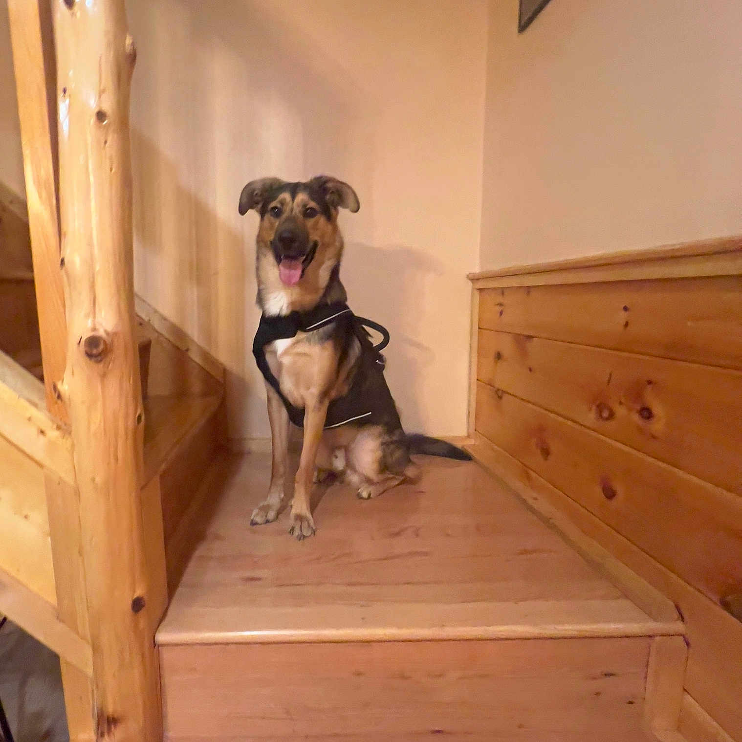 Chase is registered to the contest to win money with this photo: animal, architecture, building, bulldog, canine, dog, doghouse, hardwood, hound, house, housing, indoors, interiordesign, pet, plywood, puppy, stainedwood, staircase, wood, woodpanels