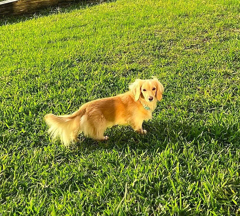 Kallie is registered to the contest to win money with this photo: carnivore, companion_dog, dog, dog_breed, fawn, garden, golden_retriever, grass, grassland, groundcover, gun_dog, lawn, pasture, people_in_nature, plant, retriever, sporting_group, tail, working_animal, working_dog