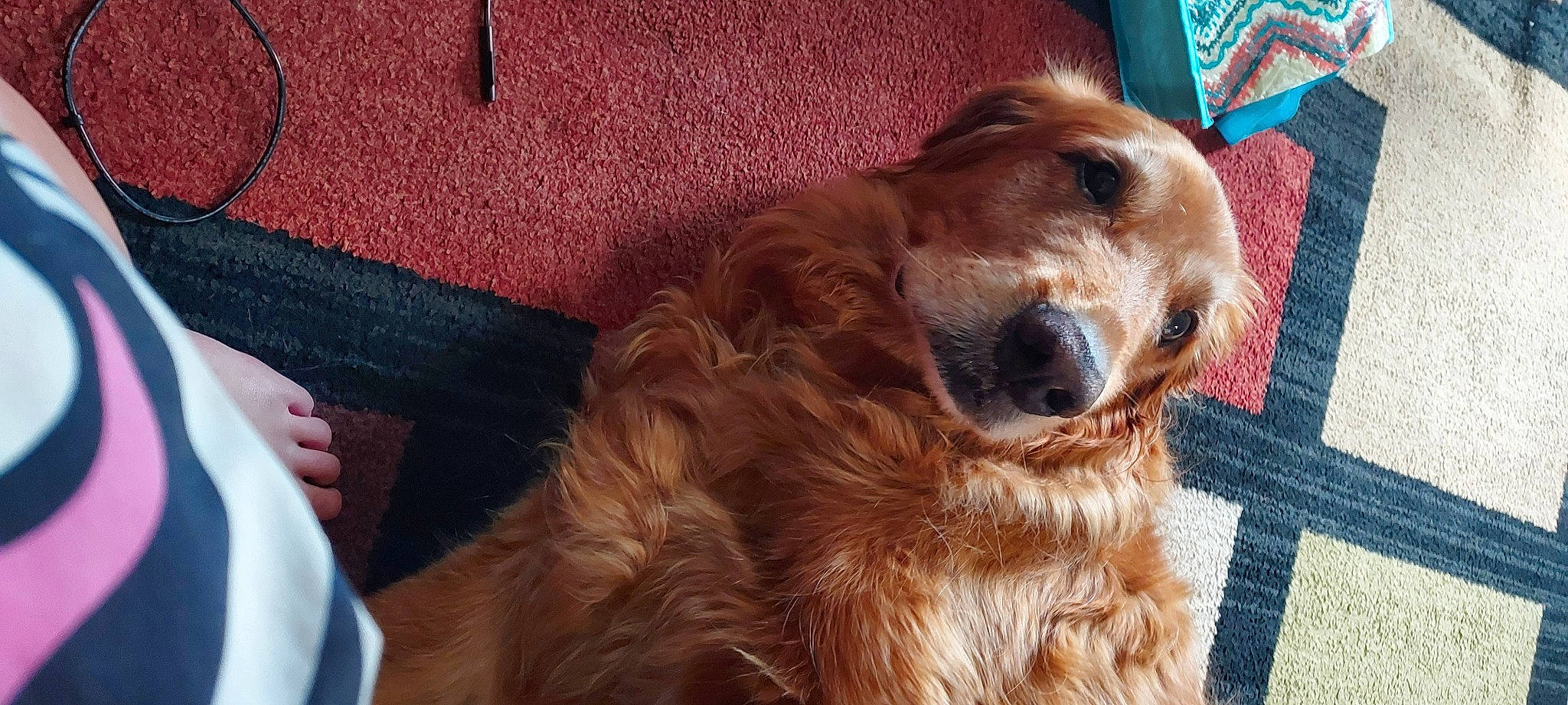 Barkley And Bo is registered to the contest to win money with this photo: canidae, carnivore, cocker_spaniel, companion_dog, dog, dog_breed, dog_supply, fawn, fur, golden_retriever, gun_dog, liver, pet_supply, retriever, snout, spaniel, sporting_group, whiskers, wood, working_animal