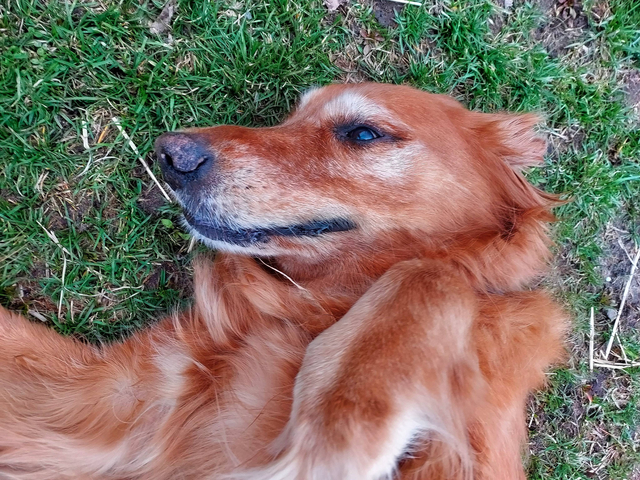 Barkley And Bo is registered to the contest to win money with this photo: ancient_dog_breeds, canidae, carnivore, companion_dog, dog, dog_breed, fang, fawn, fur, grass, liver, plant, snout, sporting_group, terrestrial_animal, whiskers, wildlife, working_animal, working_dog