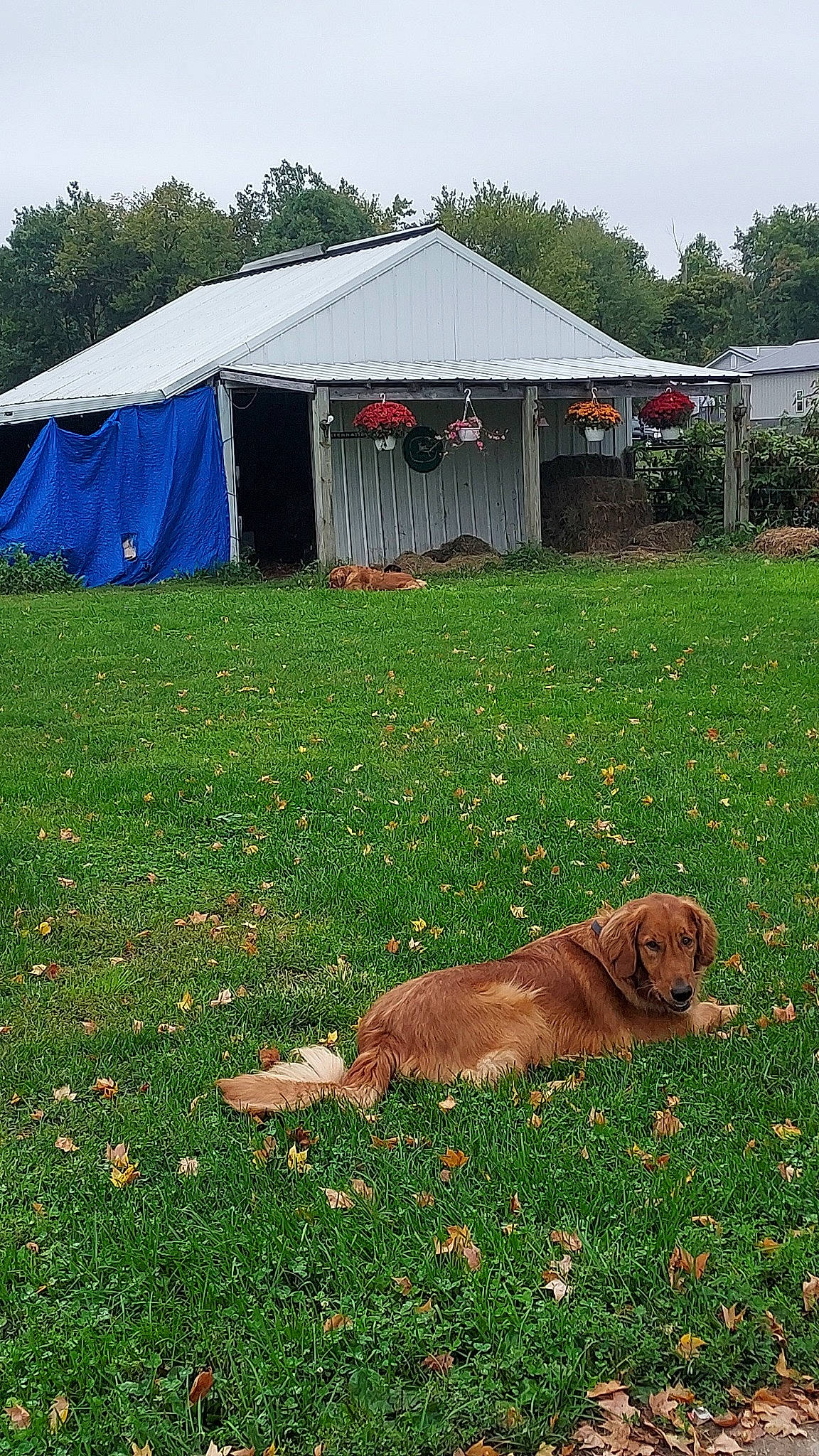 Barkley And Bo is registered to the contest to win money with this photo: carnivore, cloud, dog, dog_breed, event, fawn, grass, grassland, landscape, leisure, plant, shade, sky, sporting_group, tail, tarpaulin, tent, tints_and_shades, tree, working_animal