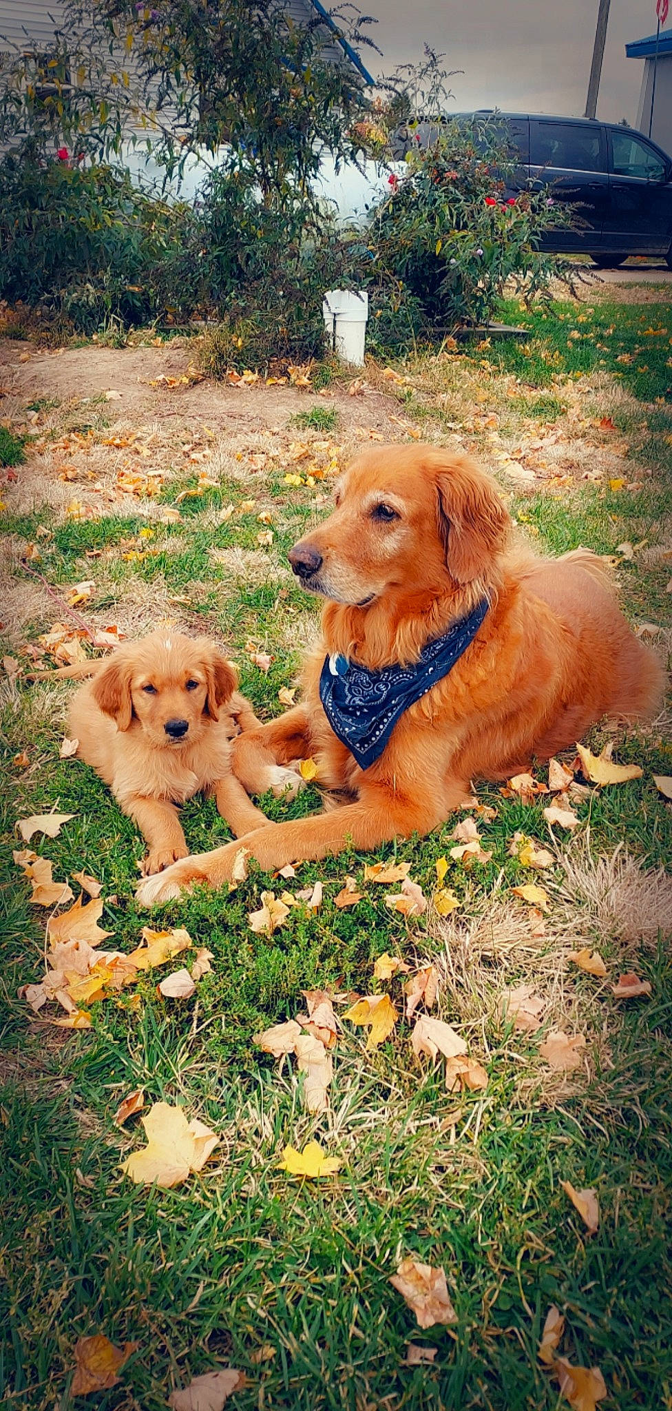 Barkley And Bo joined the competition — help win amazing prizes! ball, canidae, carnivore, chair, companion_dog, dog, dog_breed, fawn, garden, grass, gun_dog, happy, people_in_nature, plant, retriever, soil, sporting_group, tree, wood, working_animal