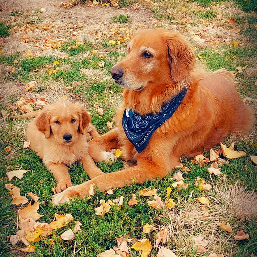Barkley And Bo