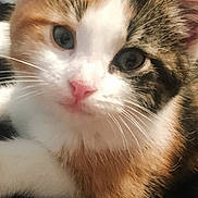 Babygirl joined the competition — help win amazing prizes! animal, calico, cat, close_up, curious, cute, domestic_cat, ears, eyes, face, feline, fur, indoor, kitten, pet, pink_nose, resting, soft, whiskers, young