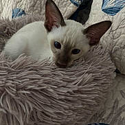 Piper is registered to the contest to win money with this photo: animal, blue, cat, cozy, cute, domestic, fluffy_pillow, fur, indoor, kitten, lavender, pet, quilt, resting, seashell_pattern, siamese_kitten, sleepy, small, soft, young