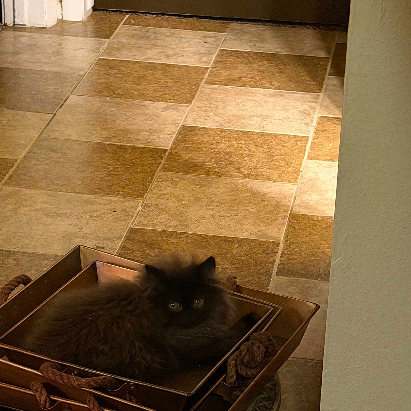 King Night joined the competition — help win amazing prizes! cat, black_cat, fluffy, pet, indoor, tray, nested_trays, floor, tile_floor, curious, animal, feline, resting, home, cozy, brown, shadow, quiet, still_life, domestic