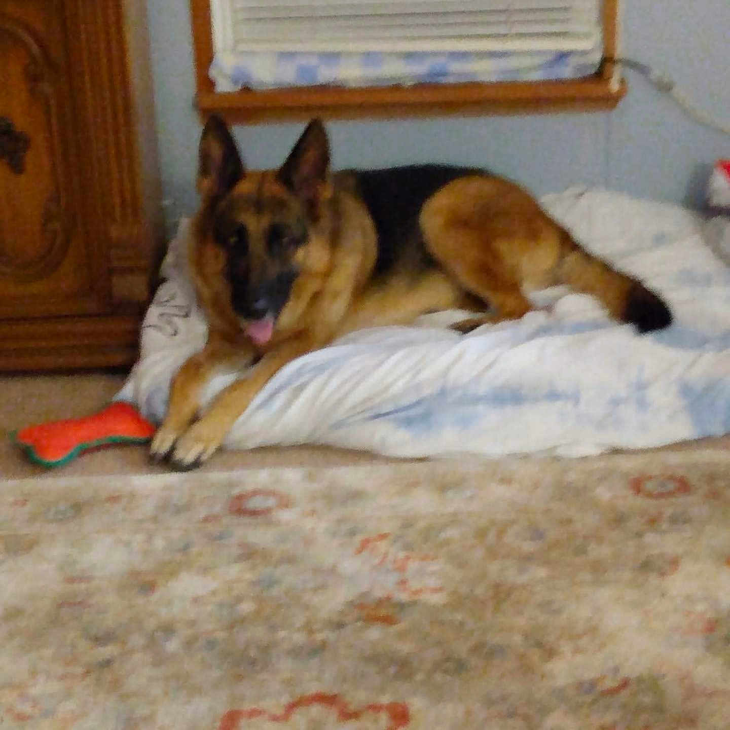 Bella joined the competition — help win amazing prizes! animal, blinds, canine, carpet, cozy, dog, domestic, ears, floor, fur, furniture, german_shepherd, home, indoor, lying_down, pet_bed, resting, toy, window, wooden_cabinet