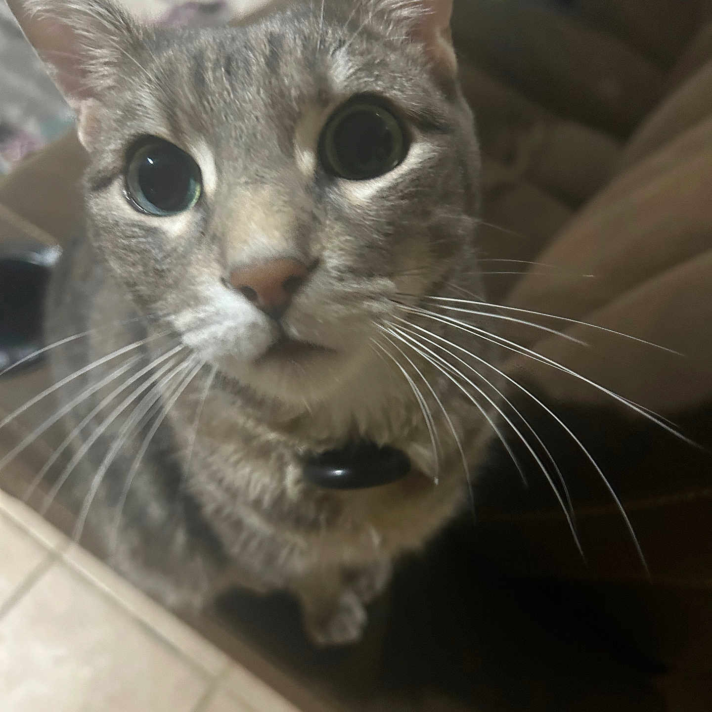 Willow joined the competition — help win amazing prizes! cat, tabby, gray_fur, close_up, wide_eyes, whiskers, ears, nose, pet, animal, portrait, indoor, home, furniture, couch, tile_floor, face, curious, alert, photography