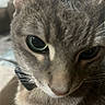 Willow is registered to the contest to win money with this photo: cat, gray_cat, close_up, animal, pet, feline, whiskers, eyes, pink_nose, fur, striped_fur, portrait, indoor, soft_lighting, curious, staring, face, head, cuteness, photography