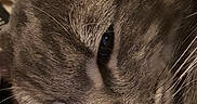 Willow joined the competition — help win amazing prizes! cat, gray_cat, close_up, feline, fur, whiskers, nose, eye, ear, sleepy, portrait, pet, animal, indoor, home, cozy, soft_lighting, snout, macro, funny_expression