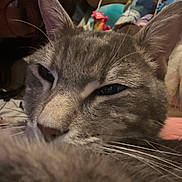 Willow joined the competition — help win amazing prizes! cat, gray_cat, close_up, animal, pet, feline, whiskers, ears, nose, eyes, fur, sleepy, relaxed, portrait, indoor, cozy, blanket, soft_lighting, face, humorous