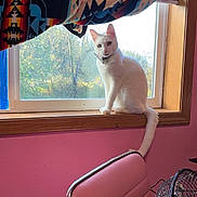 Honey is registered to the contest to win money with this photo: blanket, bow_tie, cat, curious_cat, daylight, fan, furniture, houseplant, indoor, patterned_blanket, pink_chair, pink_wall, sitting_cat, sunlight, tree_outside, vintage_style, white_cat, window, windowsill, wooden_frame