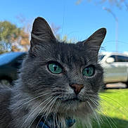 Lucy joined the competition — help win amazing prizes! cat, grey_cat, green_eyes, close_up, outdoor, daylight, suburban, grass, car, whiskers, fur, animal, pet, nature, blue_sky, collar, portrait, mammal, domestic_cat, feline