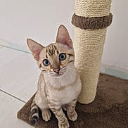 Tchalla participe au concours pour gagner de l'argent avec cette photo : cat, blue_eyes, scratching_post, brown_mat, curious, indoor, pet, animal, striped, feline, sitting, whiskers, ears, tail, floor, tile, cute, young_cat, domestic, playful