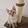 cat, blue_eyes, scratching_post, brown_mat, curious, indoor, pet, animal, striped, feline, sitting, whiskers, ears, tail, floor, tile, cute, young_cat, domestic, playful