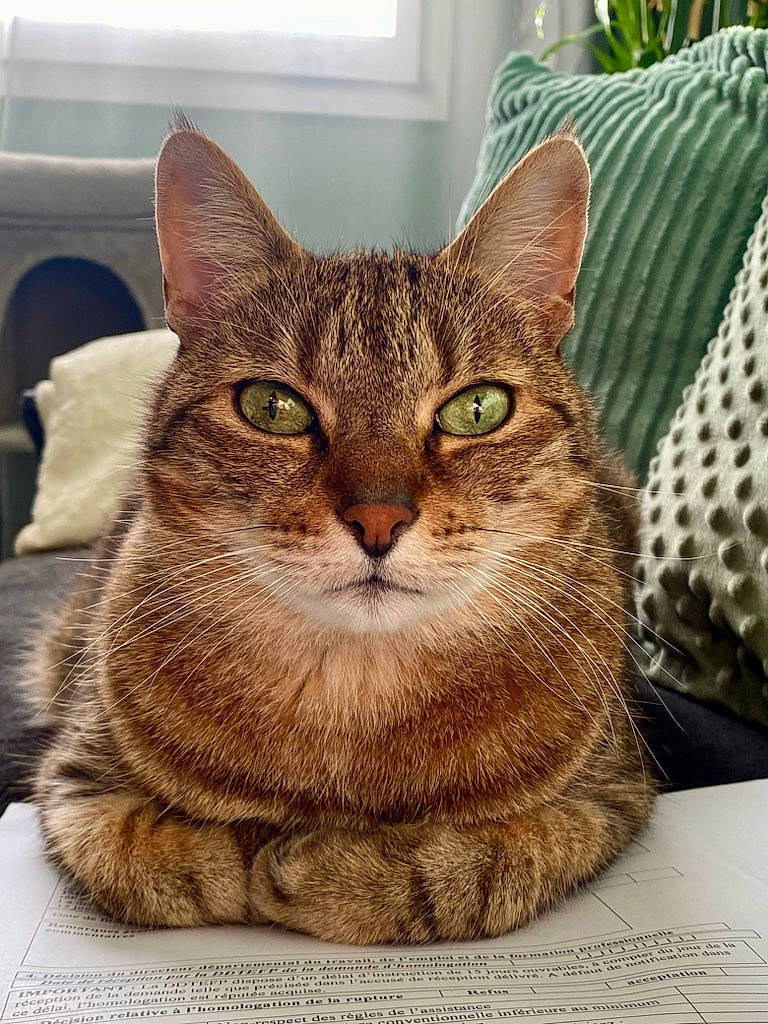 Tigrou participe au concours pour gagner de l'argent avec cette photo : carnivore, cat, domestic_short_haired_cat, felidae, fur, houseplant, pattern, paw, plant, rectangle, small_to_medium_sized_cats, snout, terrestrial_animal, tree, whiskers, window