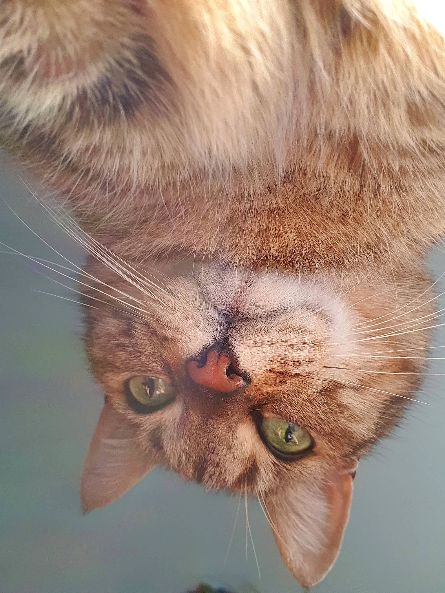 Tigrou participe au concours pour gagner de l'argent avec cette photo : carnivore, cat, claw, close_up, domestic_short_haired_cat, ear, fawn, felidae, fur, head, nose, paw, plant, small_to_medium_sized_cats, snout, tail, terrestrial_animal, whiskers, wildlife, wrinkle