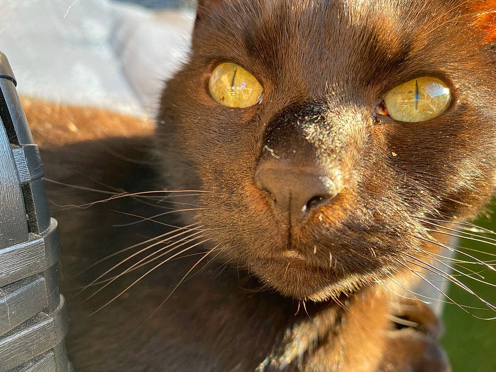 Gremlins a rejoint le concours — aidez-le/la à gagner de superbes lots ! black_cat, bombay, carnivore, cat, domestic_short_haired_cat, felidae, fur, grass, havana_brown, iris, small_to_medium_sized_cats, snout, tail, terrestrial_animal, whiskers, wildlife