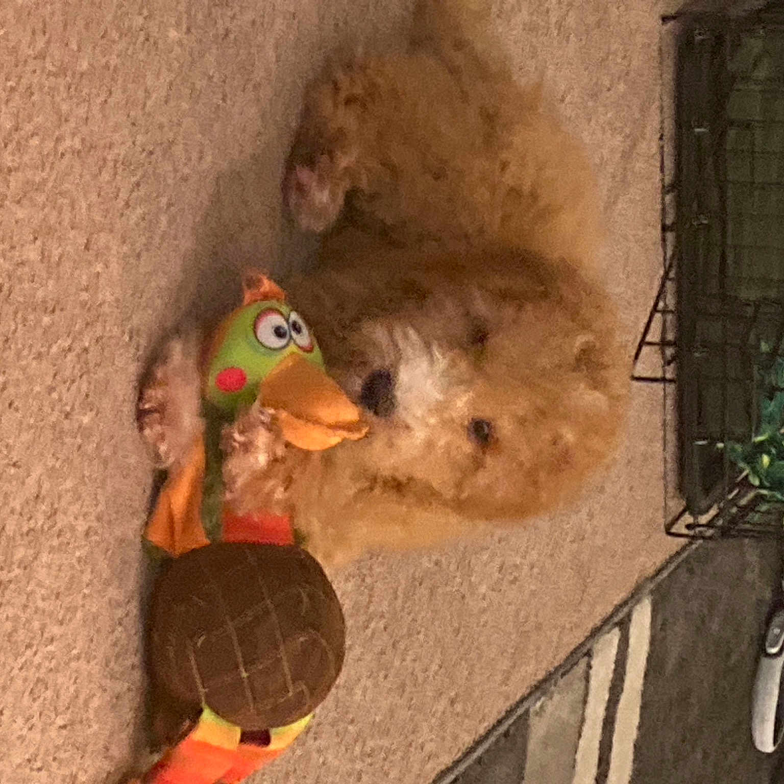 Cooper is registered to the contest to win money with this photo: _geese_and_swans, baby_toys, ball, beak, bird, duck, ducks, gas, poultry, room, soil, stuffed_toy, teddy_bear, toy, tree, waterfowl, wood