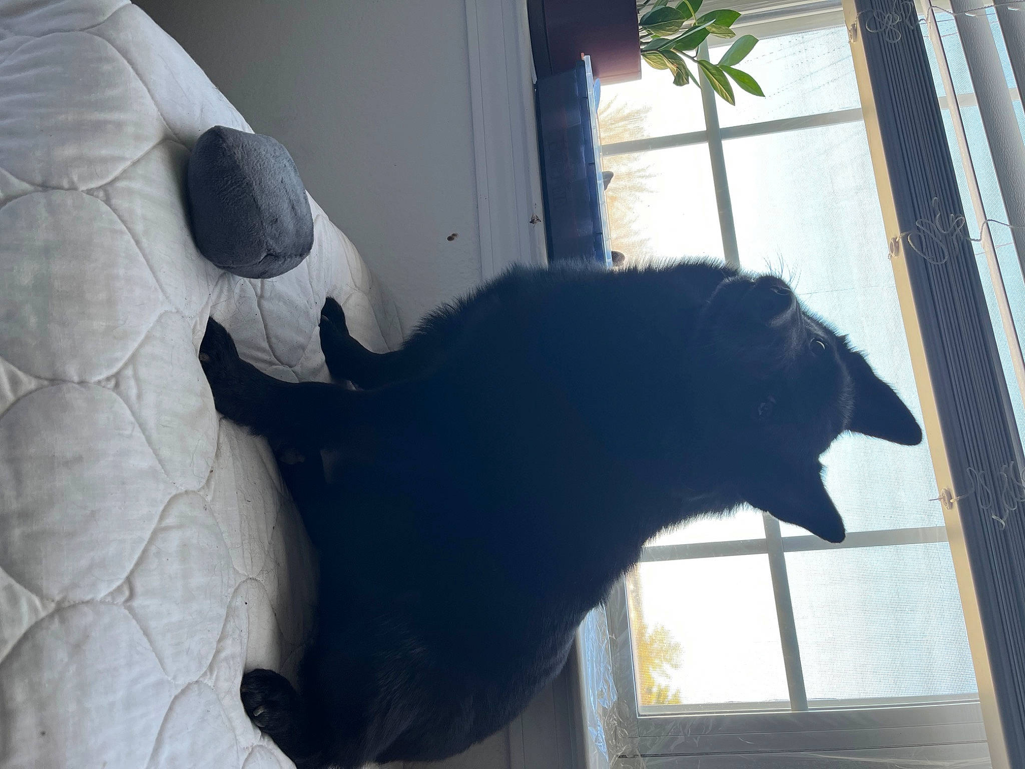 Caspian joined the competition — help win amazing prizes! art, carnivore, cat, daylighting, dog_breed, felidae, fur, house, plant, sculpture, shade, shadow, small_to_medium_sized_cats, snout, sporting_group, tail, tints_and_shades, tree, window