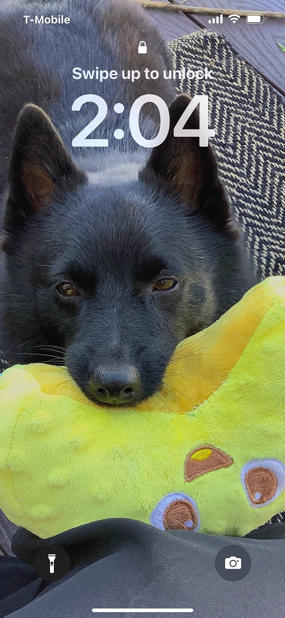 Caspian joined the competition — help win amazing prizes! canidae, carnivore, companion_dog, dog, dog_breed, dog_supply, felidae, font, fur, non_sporting_group, pattern, photo_caption, snout, sporting_group, tail, terrestrial_animal, whiskers, working_animal