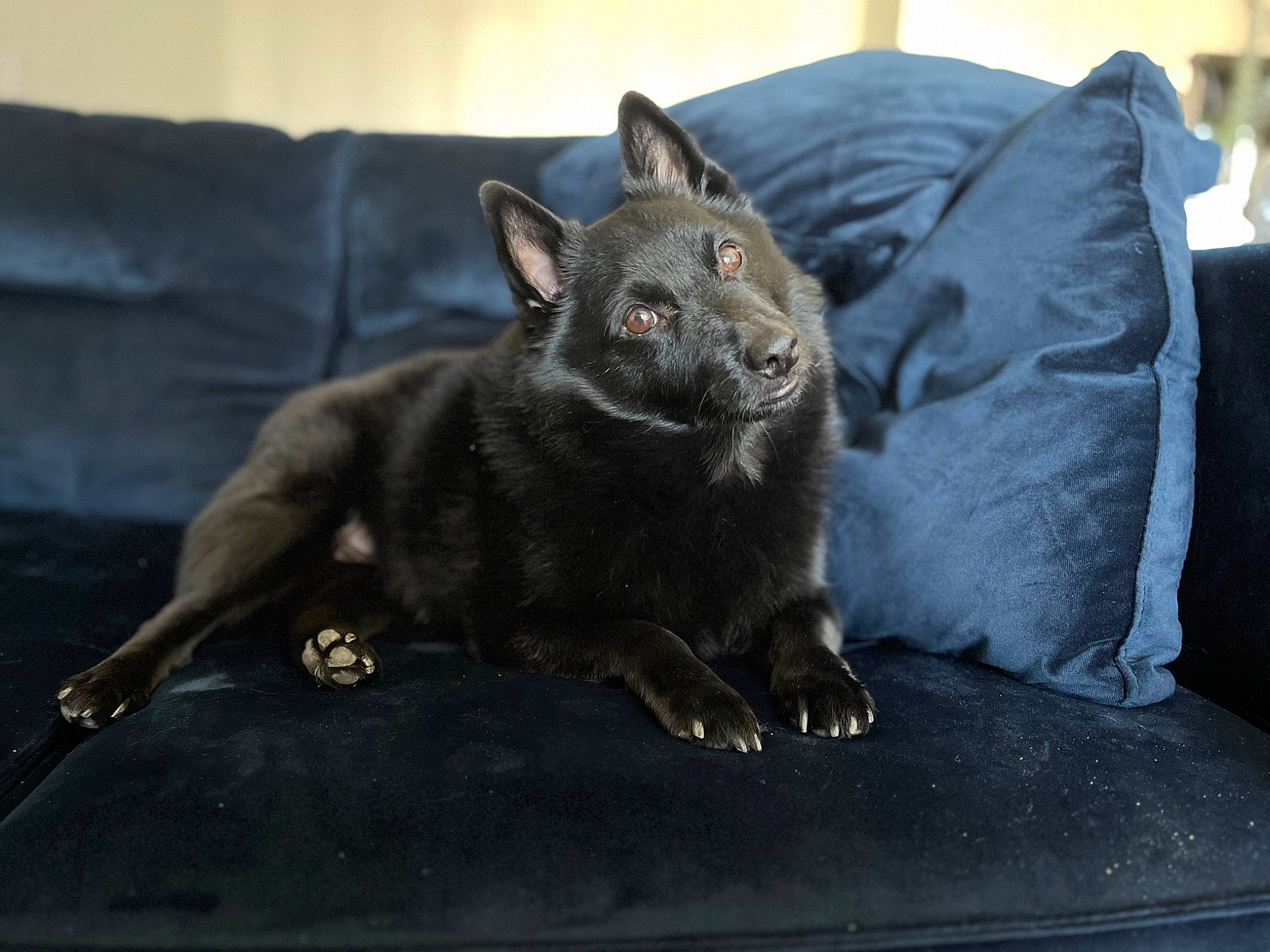 Caspian is registered to the contest to win money with this photo: black_cat, carnivore, cat, claw, comfort, couch, dog_breed, domestic_short_haired_cat, eye, felidae, fur, grey, sitting, small_to_medium_sized_cats, snout, studio_couch, tail, terrestrial_animal, whiskers, wildlife