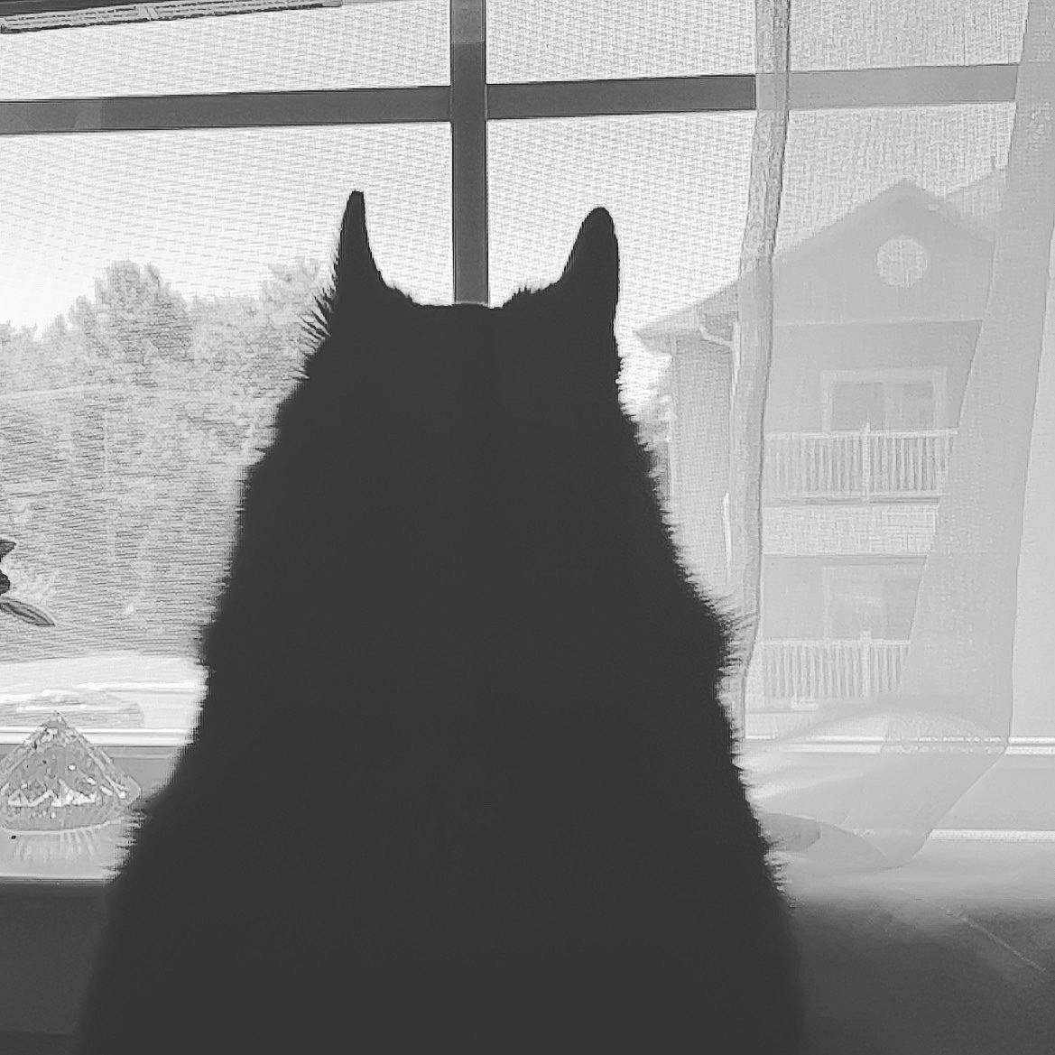 Caspian is registered to the contest to win money with this photo: black, black_and_white, carnivore, cat, darkness, felidae, fur, glass, grey, mammal, monochrome, monochrome_photography, small_to_medium_sized_cats, snout, style, tail, tints_and_shades, tree, whiskers, window