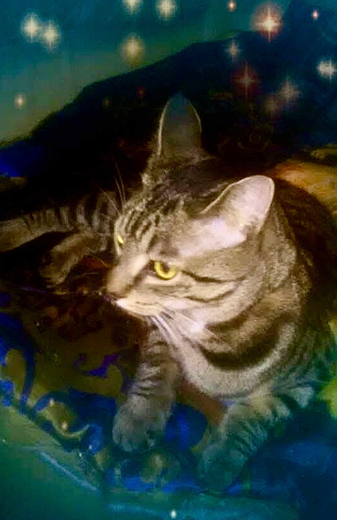 Wild Bill joined the competition — help win amazing prizes! cat, tabby, animal, pet, feline, whiskers, ears, yellow_eyes, striped, lying_down, blanket, patterned, indoor, cozy, closeup, relaxed, cute, fur, nighttime, stars