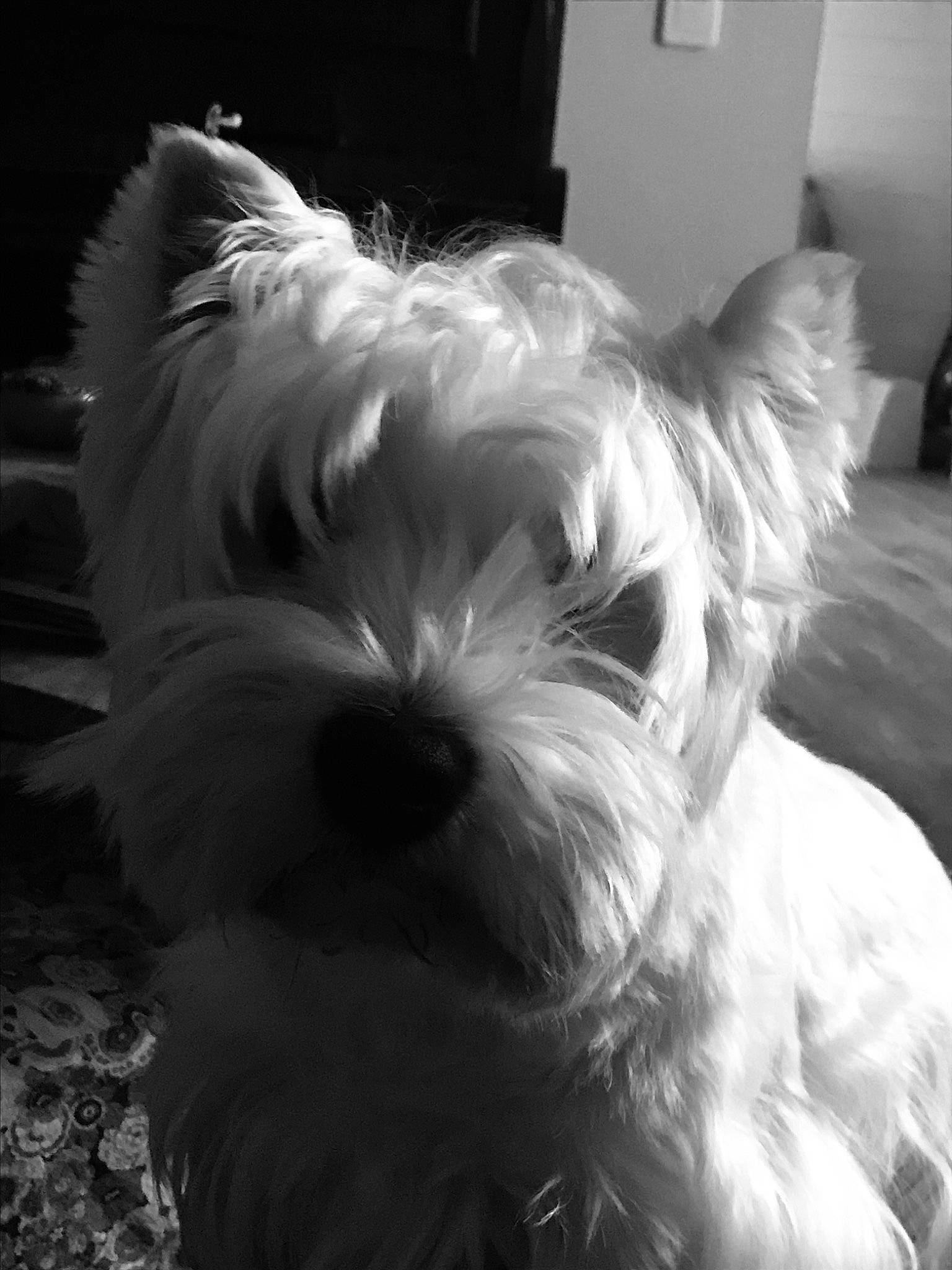 Zapato participe au concours pour gagner de l'argent avec cette photo : black, black_and_white, canidae, carnivore, companion_dog, dog, dog_breed, ear, maltese, mammal, miniature_schnauzer, nose, puppy, small_terrier, snout, terrier, vertebrate, west_highland_white_terrier, white, yorkshire_terrier