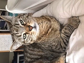 Cocotte a rejoint le concours — aidez-le/la à gagner de superbes lots ! american_shorthair, asian, california_spangled, carnivore, cat, domestic_short_haired_cat, dragon_li, egyptian_mau, european_shorthair, felidae, kitten, mammal, ocicat, pixie_bob, small_to_medium_sized_cats, tabby_cat, toyger, whiskers, wild_cat